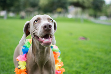Portrait of a very happy Weimaraner dog, with colorful flower Hawaiian collar on his neck, enjoying and playing in the park.