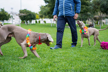 Two Weimaraner dogs playing with their owner in the park.