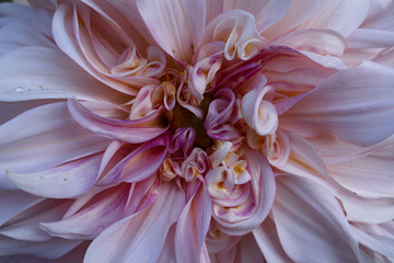 Dahlia blossom close up