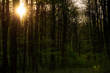 Green forest in sunset time 