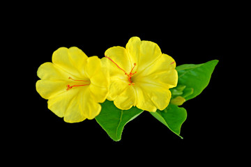Beautiful yellow flowers isolated on a black background
