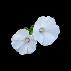 Beautiful white flowers isolated on a black background
