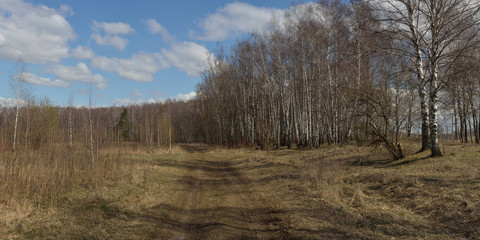 Walking through the forest, beautiful panorama.