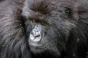 Gorilla di montagna