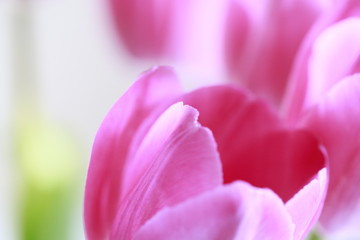 Obraz na płótnie Canvas pink tulip closeup