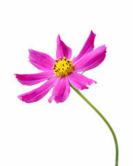 Beautiful purple flower isolated on a white background