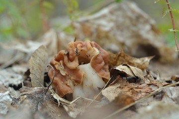 Picking mushrooms in the forest