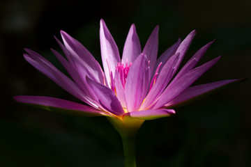 closeup of purple water lily (lotus) with light shade on flower in black background.