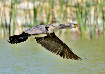 cormorán grande en vuelo con matorral en el fondo  (phalacrocorax carbo) Marbella Andalucía España