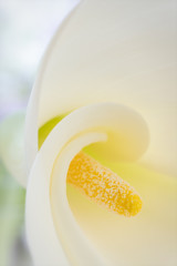 Calla white flower extreme close-up