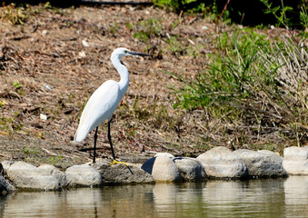 garceta blanca en el borde del estanque junto a las piedras (Egretta alba) Marbella Andalucía...