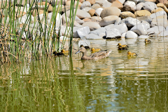 Patos Pequeños Con Su Mama En El Estanque  (anas Platyrhynchos) Marbella Andalucía España 