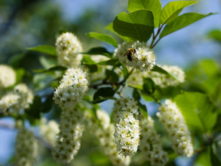 bird cherry blossoming white flower. close up. horizontal orintation. green background
