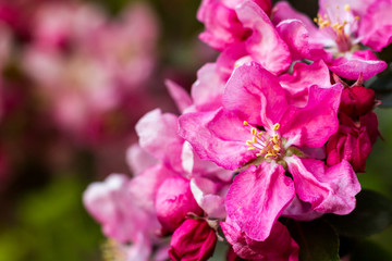 Fototapeta na wymiar Spring bright and juicy pink background. Flowering apple tree. Blurred background.