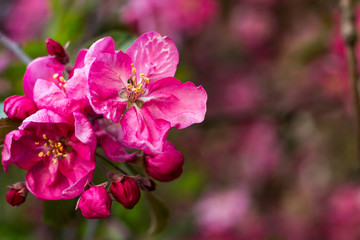 Naklejka na ściany i meble Spring bright and juicy pink background. Flowering apple tree. Blurred background.