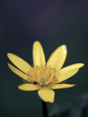 Fototapeta premium yellow flower on black background