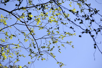 Green leaves against blue sky