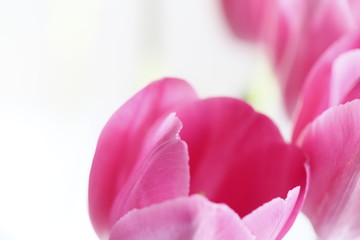 pink tulip flower