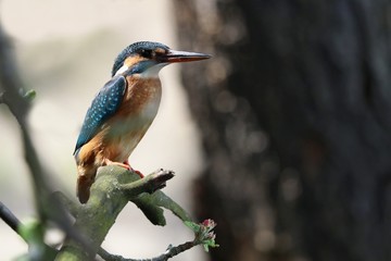 kingfisher on branch