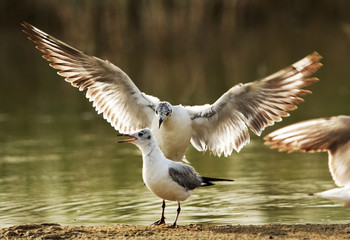 Black-headed gull near Buhair lake