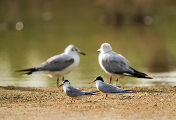 Fototapeta premium Little Terns and Black-headed gulls