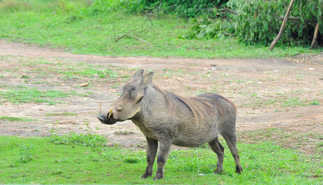 facocero africa 