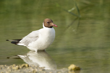 Black-headed gull in Bhuhair lake, Bahrain