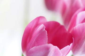pink tulip flower
