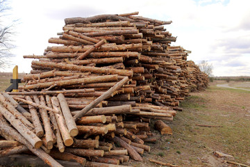 Stack of cut pine tree logs in a forest. Wood logs, timber logging, industrial destruction, forests Are Disappearing, illegal logging. selective focus.