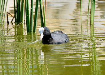 focha común alimentándose en el estanque (Fulica atra) Marbella Andalucía España