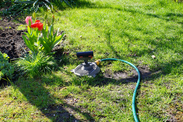 watering hose and sprinkler in the garden on a spring day