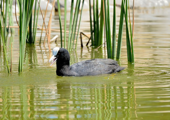 focha común nadando en el estanque (Fulica atra) Marbella Andalucía España	