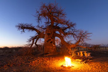 Schilderijen op glas Campfire at campsite under large baobab tree after sunset © hannesthirion