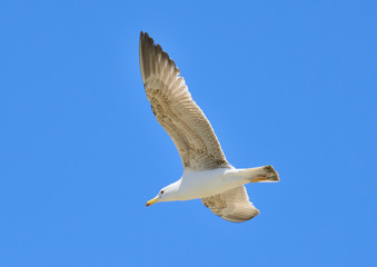 gaviota patiamarilla volando sobre el cielo azul (Larus michahellis) Casares Andalucía España