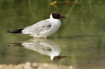 Black-headed Gull, Bahrain