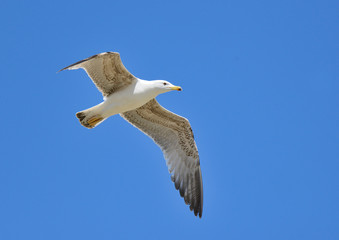 gaviota patiamarilla volando sobre el cielo azul (Larus michahellis) Marbella Andalucía España