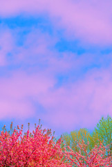Spring vibes Fashion aesthetics wallpaper  Outdoors. Cherry blossom tree.