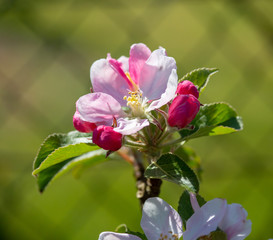 Close up pink apple flower with green background