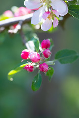 Obraz na płótnie Canvas Cute pink fuchsia apple blossoms with green background
