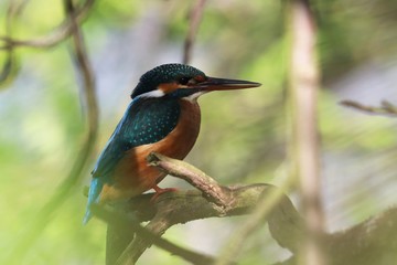 kingfisher on a branch
