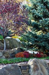 composition of orange, red and white chrysanthemums, several large stones surrounded by a red autumn tree and green spruce