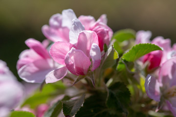 Fototapeta na wymiar Pink and white apple tree flowers in spring