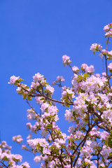 Aesthetics fashion spring wallpaper. Apple flowers blossom tree.