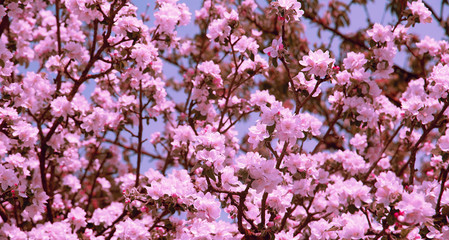 Aesthetics fashion spring wallpaper. Apple flowers blossom tree.