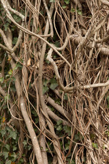 Entangled Vines
