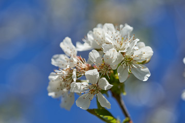 Closeup of cherry flowers