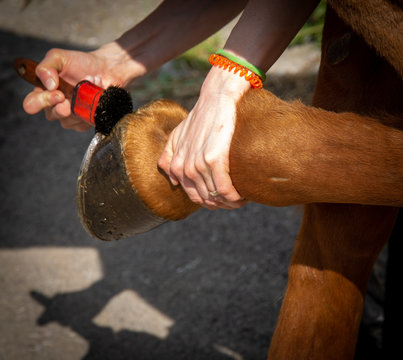 Allenamento con cavallo a Roveredo (Svizzera)