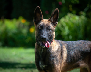 Cucciolo di Pastore Belga Malinois a Bellinzona (Svizzera)