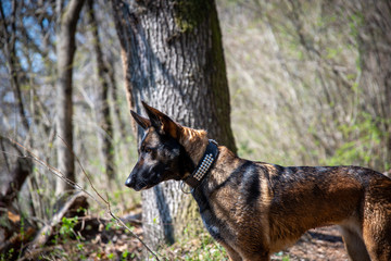 Fototapeta premium Pastore Belga Malinois nel bosco protetto a Sementina (Svizzera)