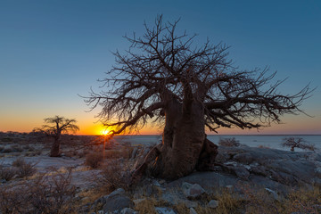 Sunset at baobab trees on Kubu Island